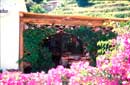 Lounge garden in flower!!